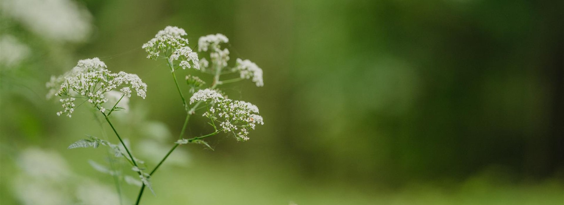 Pflanze weiße Knospen Detailansicht