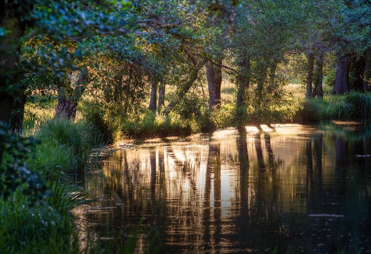 Spreewald Fließe Naturszene