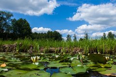 Nahansicht Seerosen Blätter und Blüten