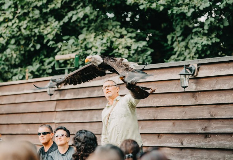 Adler fliegt los bei Flug Show