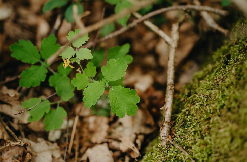 Detailansicht Waldboden mit Moos