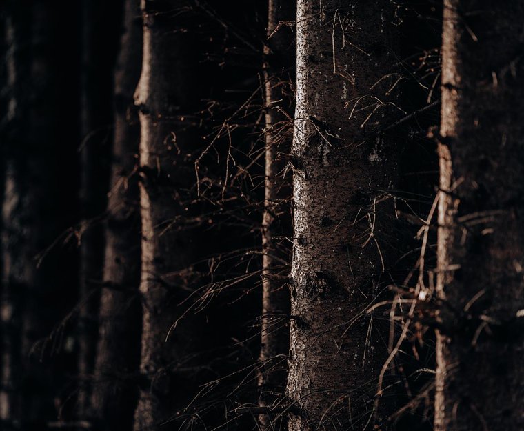 Bäume Wald Nacht Stämme