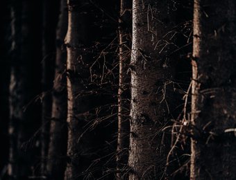 Bäume Wald Nacht Stämme