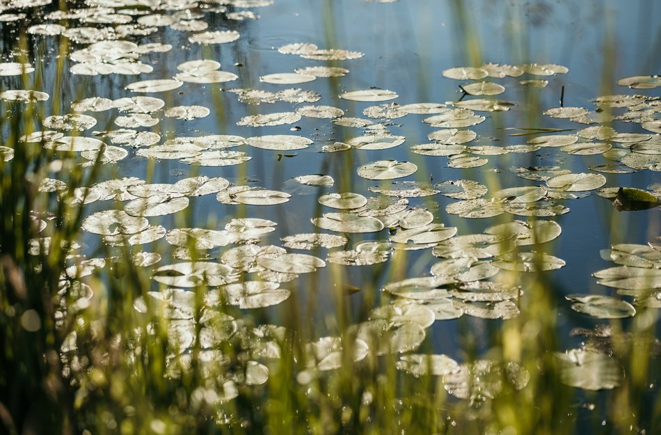 Nahansicht Seerosenblätter auf Wasser im Vordergrund Grashalme