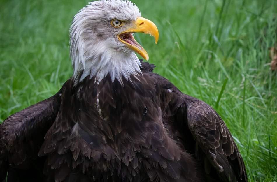 Adler- und Jagdfalkenhof