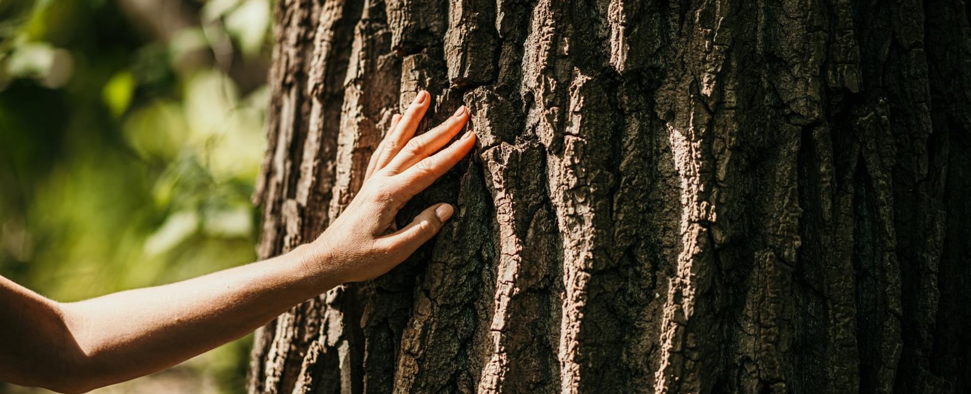 Hand an Baum