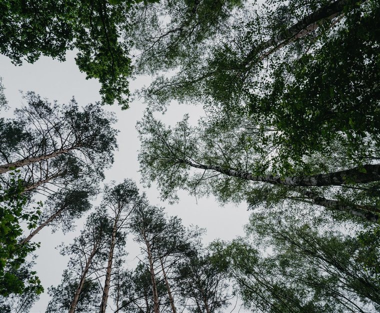 Baumwipfel von unten nach oben blickend gesehen