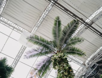 Palme Tropical Islands