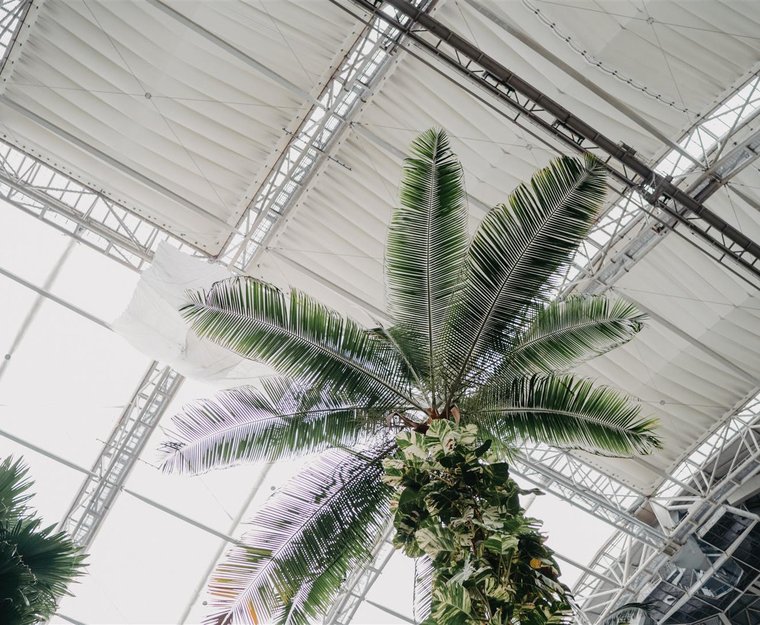 Palme Tropical Islands