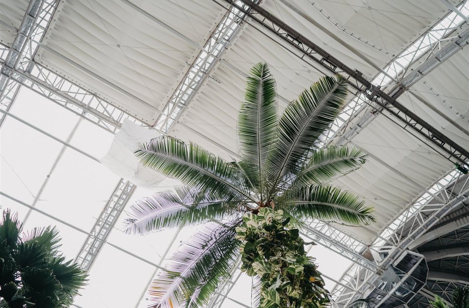 Palme Tropical Islands