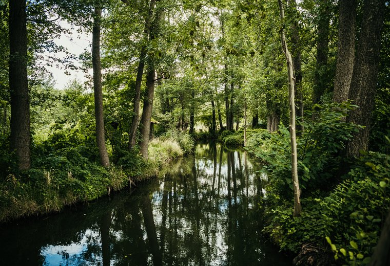 Spreewald Fließ Naturfoto