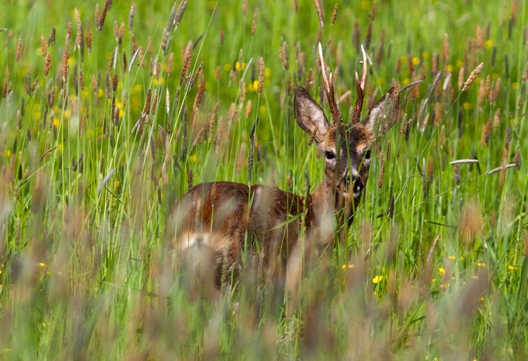Hirsch im hohen Gras stehend