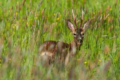 Hirsch im hohen Gras stehend