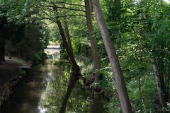 Spreewald Wald Szene