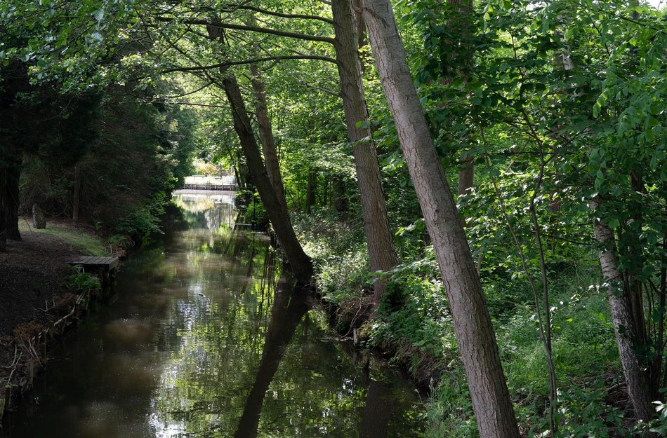 Spreewald Wald Szene