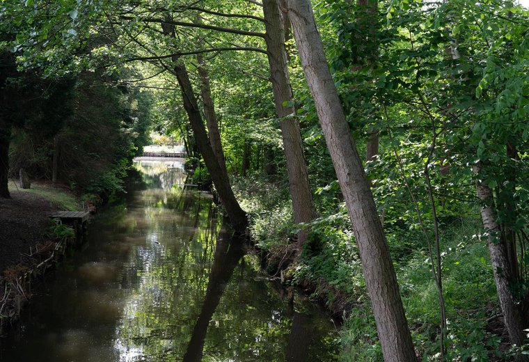 Spreewald Wald Szene