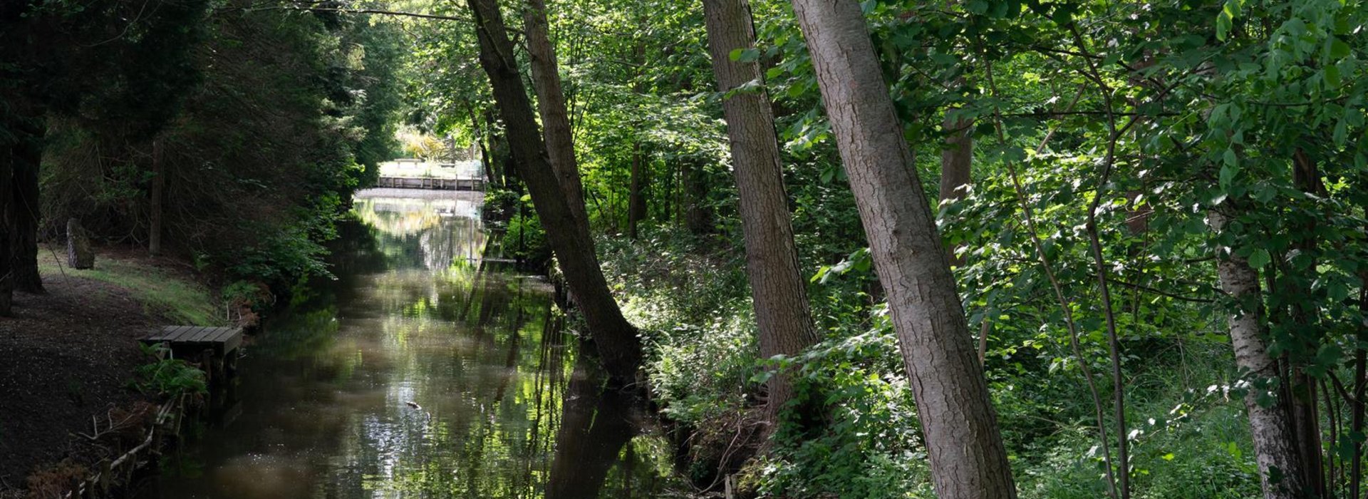Spreewald Wald Szene