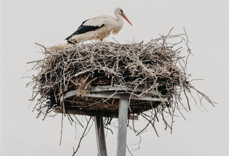 Storchennest