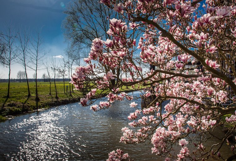 Spreewald Fließe und im Vordergrund Kirschblüten Baum