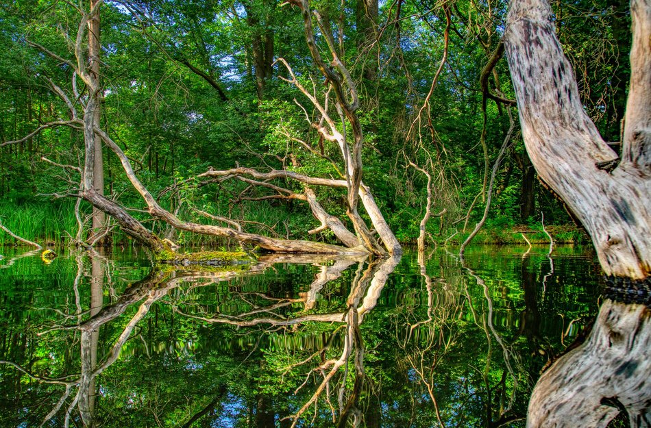Fließ im Spreewald mit besonders gegabelten Bäumen