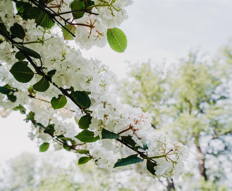 Bäume Frühling Knospen weiß
