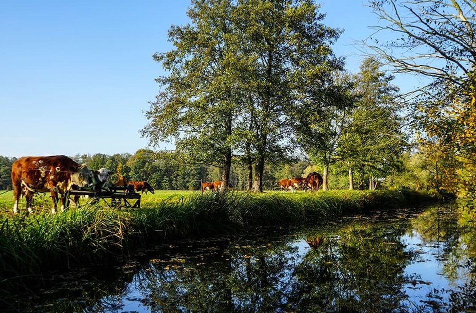 Heimat- und Fremdenverkehrsverein Straupitz/Spreewald e. V.