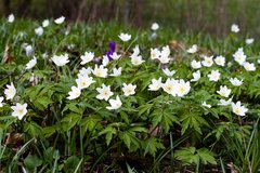 Nahansicht Frühlingsblumen