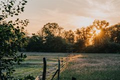 Sonnenuntergang hinter Bäumen am Feld