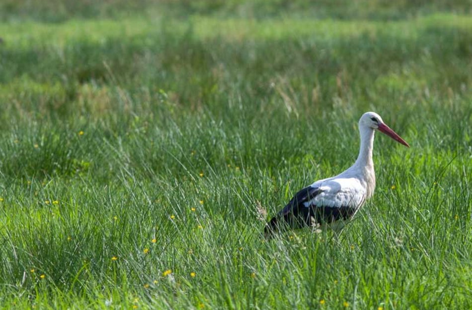 Storch auf Wiese