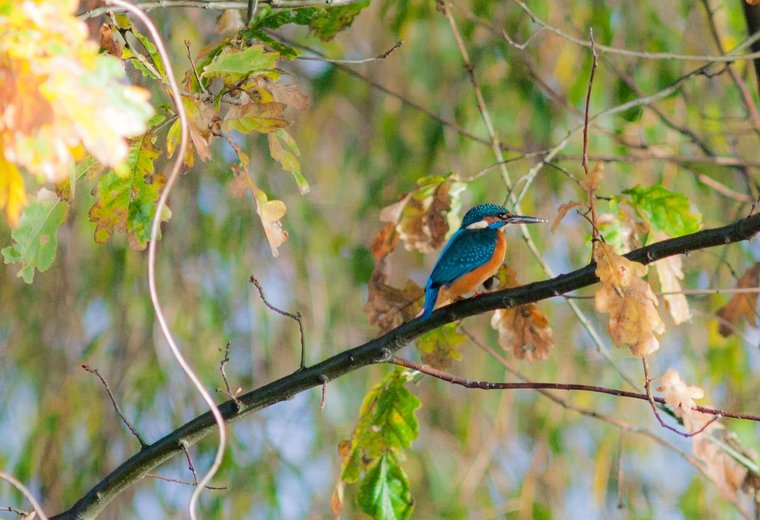 Eisvogel im Spreewald auf Ast