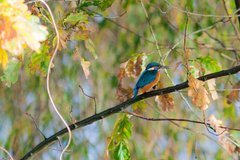 Eisvogel im Spreewald auf Ast