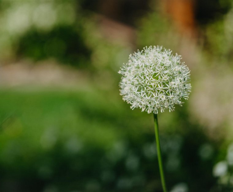 weiße Blume Detailansicht