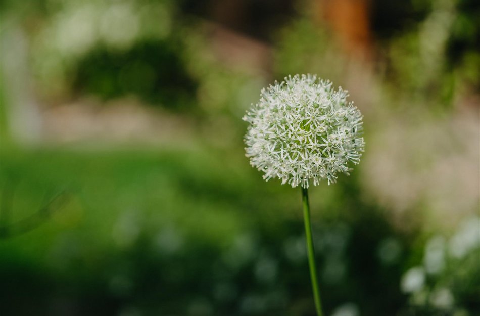 weiße Blume Detailansicht
