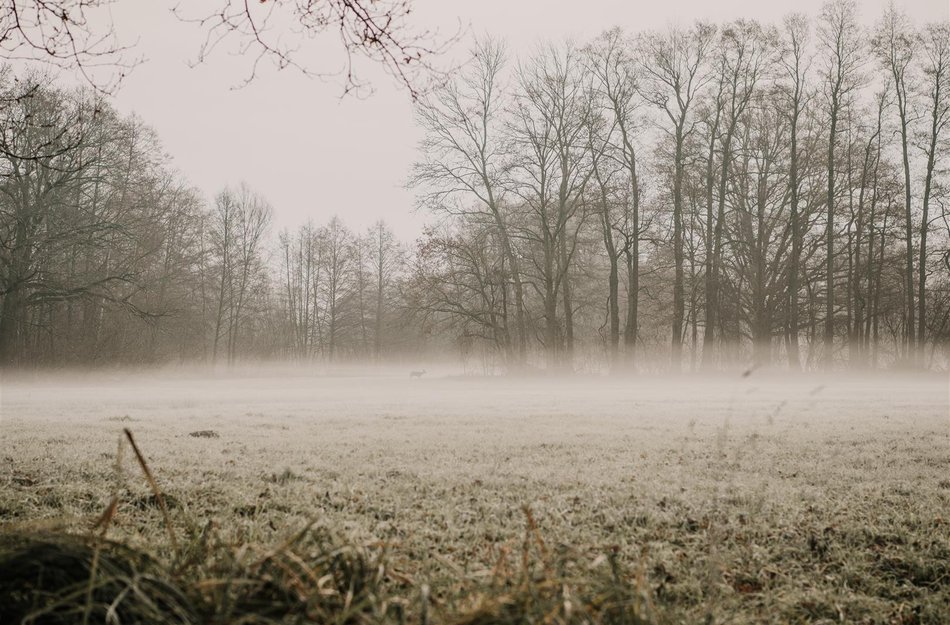 Nebel über Feld