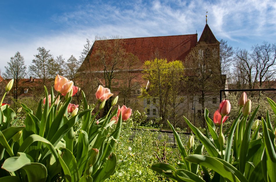 Tulpen im Vordergrund und im Hintergrund eine Kirche